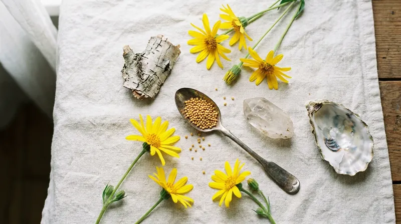 Yellow arnica flowers, a piece of pale bark, a teaspoon of mustard seeds, a quartz crystal and half an oyster shell on a white cloth